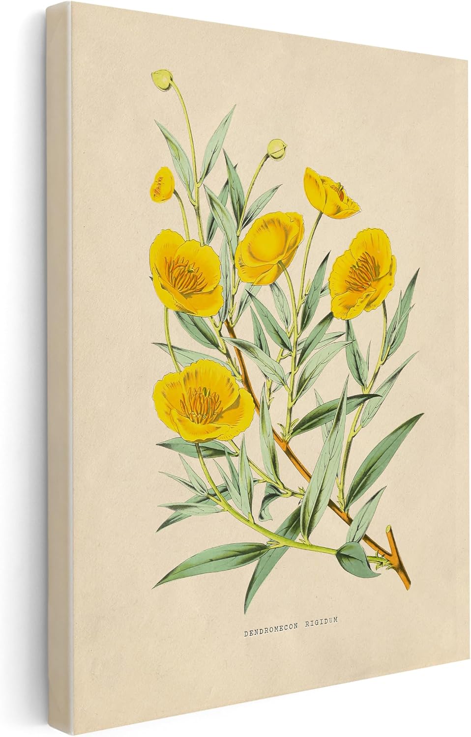 Poster Master Vintage Bush Poppy Canvas - Retro Flower Print - Botanical Art - Floral Gift for Men & Women - Aesthetic Wall Decor for Office, Living Room or Bedroom - 8x10 STRETCHED Canvas
