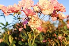 Review Image by Nicholas Hollars Nicholas Hollars