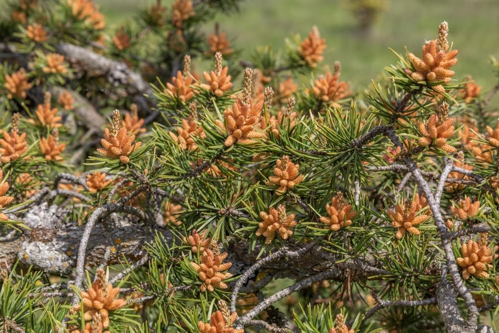 Jack Pine Tree Seedlings for Planting - Evergreen Tree Seedlings - Landscaping or Wind Block Trees - No Ship to California (1 Seedling)