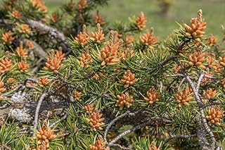 Jack Pine Tree Seedlings for Planting - Evergreen Tree Seedlings - Landscaping or Wind Block Trees - No Ship to California (1 Seedling)