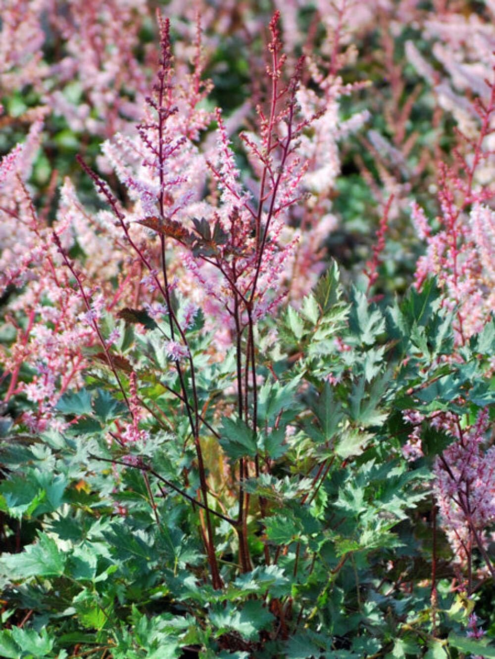 Perennial Farm Marketplace Astilbe
