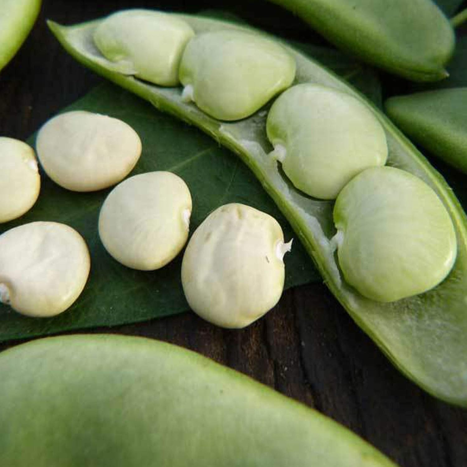 Fordhook 242 Bush Lima Bean 5 LB Bulk ~2,240 Seeds - Heirloom, Open Pollinated, Non-GMO, Farm & Vegetable Gardening Seeds