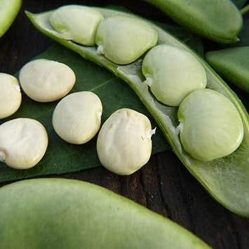 Fordhook 242 Bush Lima Bean - 1 LB 448 Seeds - Heirloom, Open Pollinated, Non-GMO, Farm & Vegetable Gardening Seeds