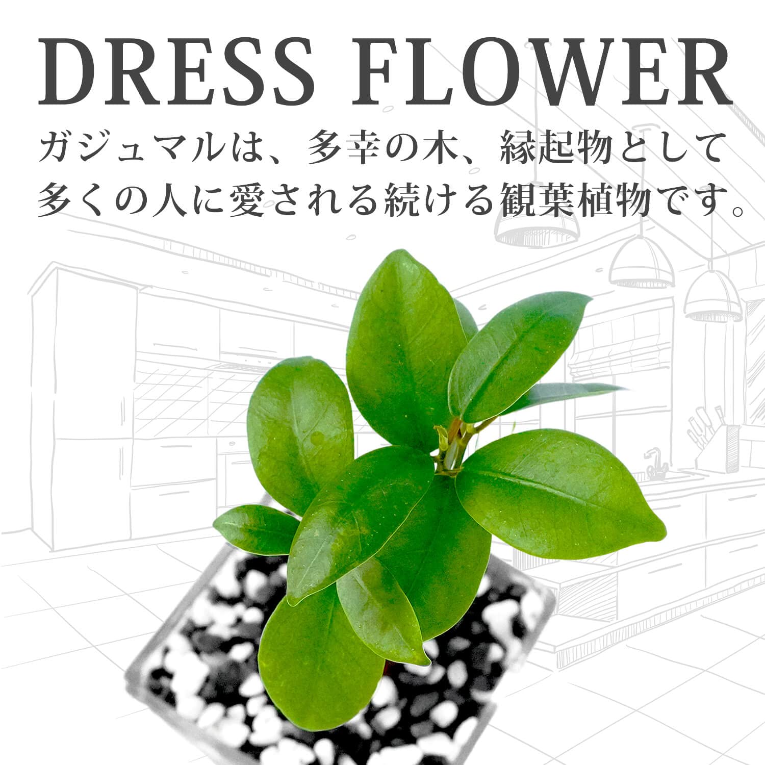 n*o様 元祖⬛︎ 白玉 ガジュマル ⬛︎挿し木用 ガジュマル 白砂利（丸容器） | インテリアグリーンショップ
