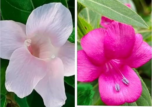 Baby Pink & Mejanta colour Very Rare Color of Vajradanti Live Plant / वज्रदंती,काटेकोरंटी गुलाबी / Katsaraiya/Piyabansa/Barleria…