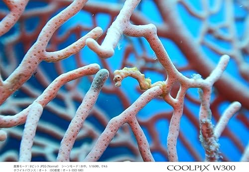 Miniatura 9 de Nikon Cámara digital COOLPIX W300 COOLPIX Camuflaje Cámara impermeable