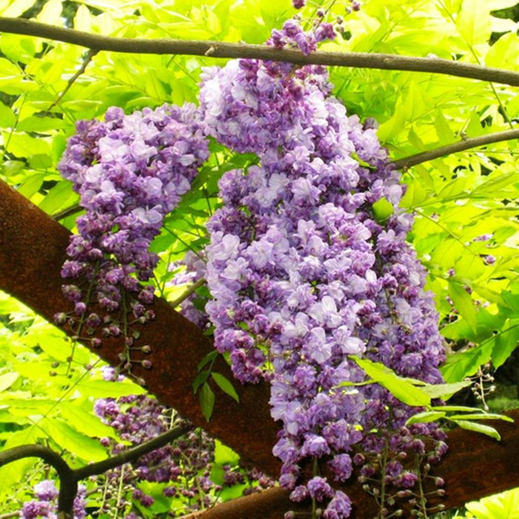 Wisteria Sinensis Seeds Wisteria Purple Flowers Violacea Plena Vine