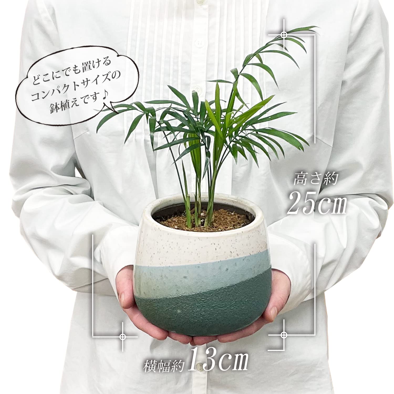 Amazon｜花のギフト社 テーブルヤシ 観葉植物 本物 ミニ ヤシ ヤシの木