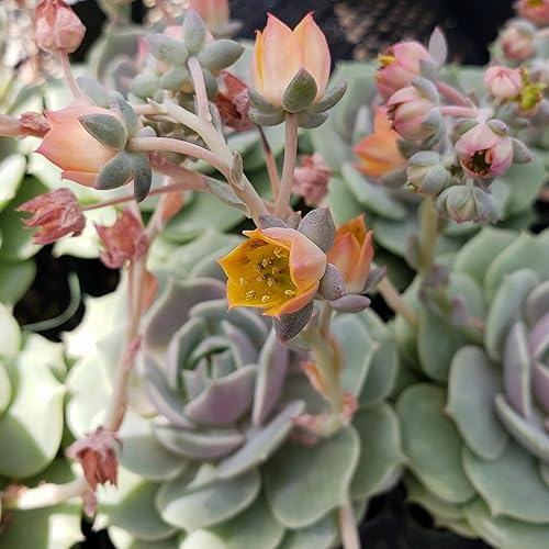 Echeveria Lola Cactus Cactus Suculenta Real Planta Viva