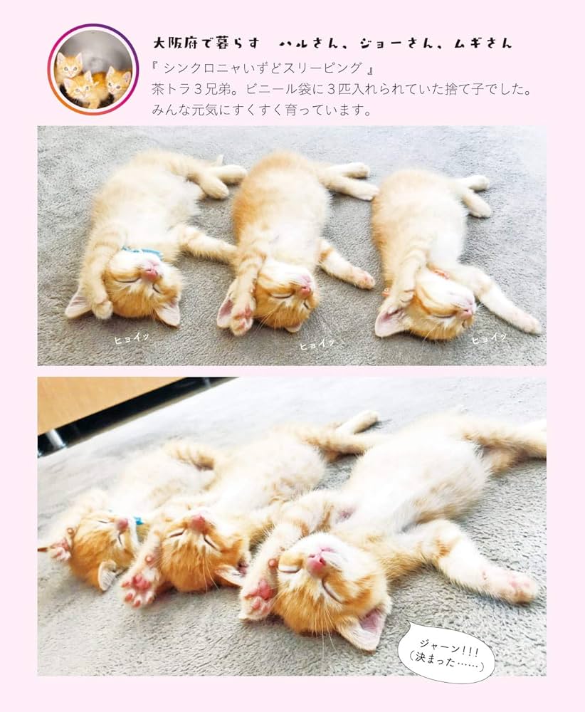 Amazon.co.jp: へそ天にゃんこ2: 心のマッサージ めいっぱい! (単行本