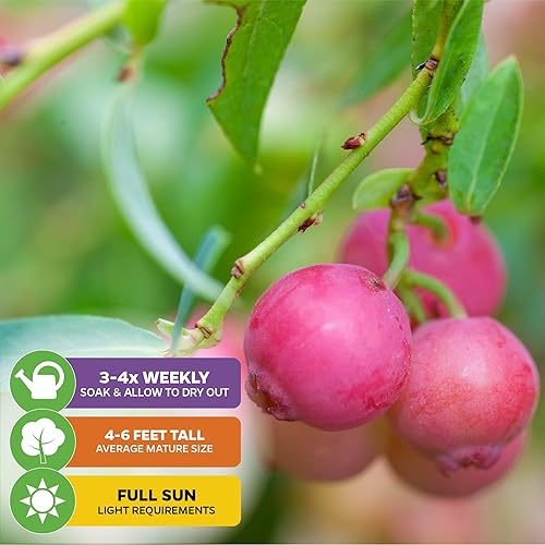 Miniatura 9 de Planta viva Darrow Blueberry - Vaccinium corymbosum - Planta de inicio Wellspring Gardens