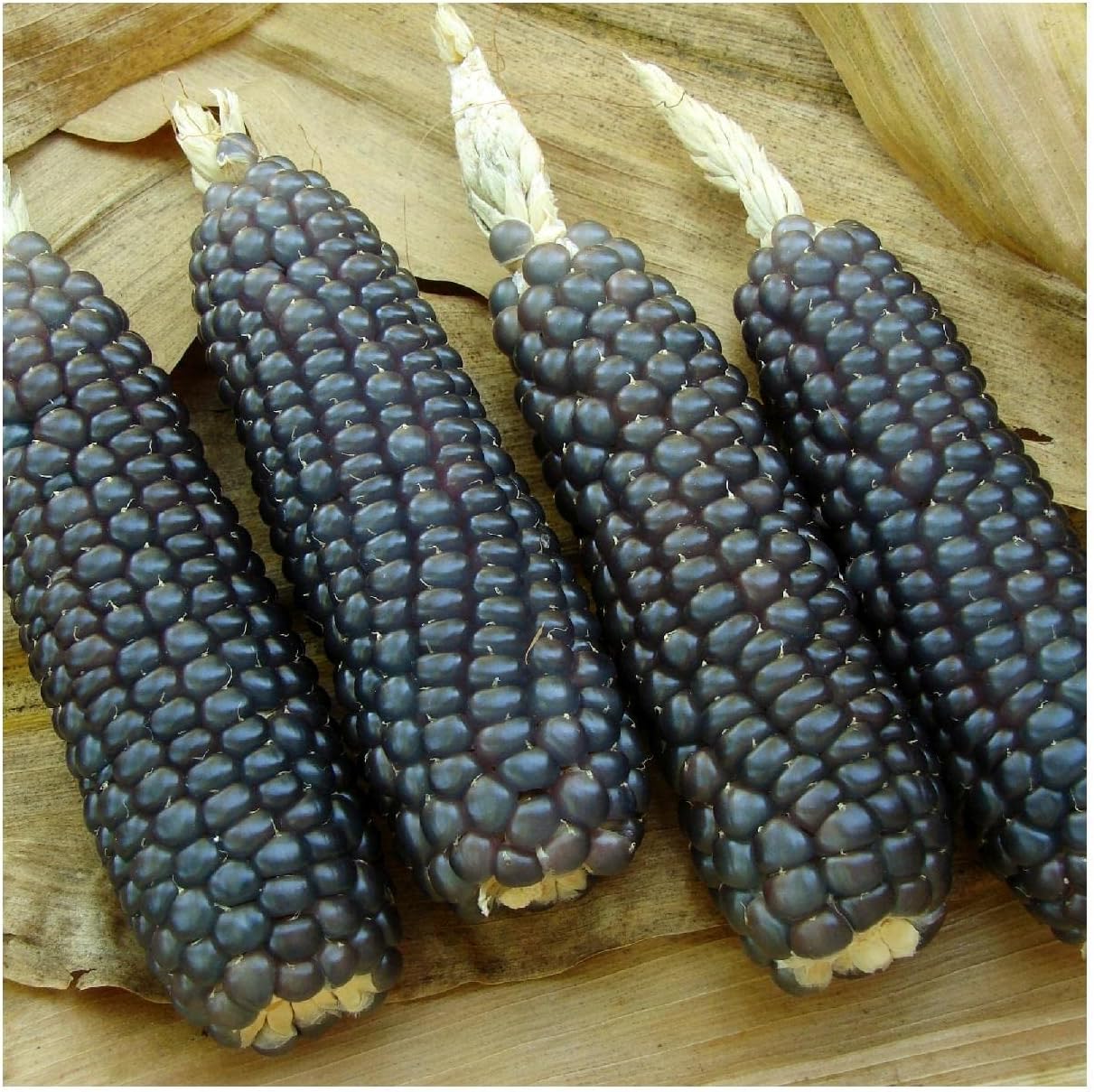 Everwilde Farms - 1 Lb Hopi Blue Improved Ornamental Corn Seeds - Gold Vault
