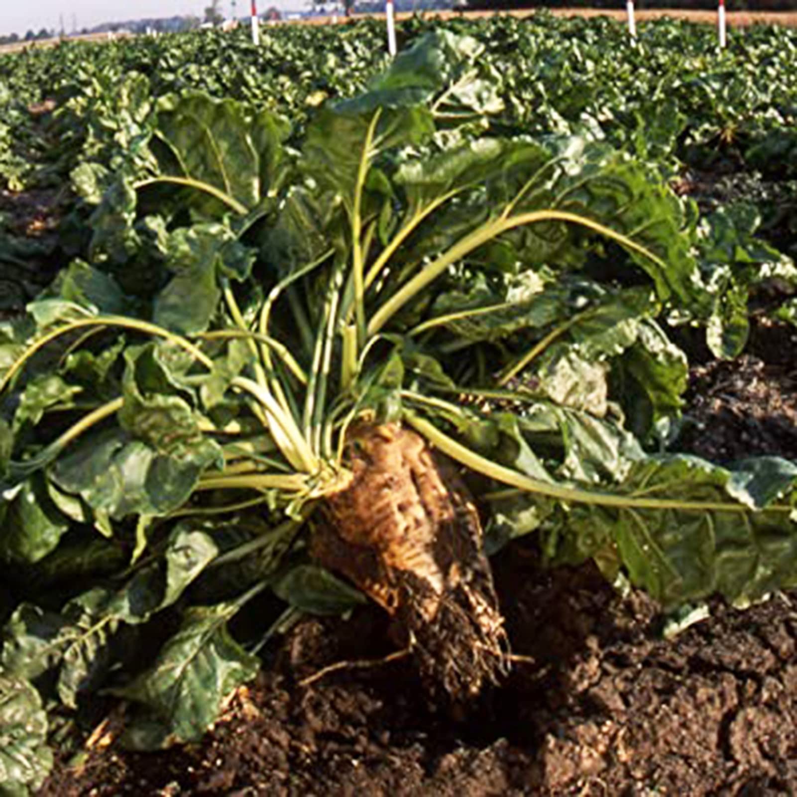 compo sana unkrautvernichter Moosvernichter Compo Rasen Moos-frei Herbistop – rasenwelt GmbH main image 1