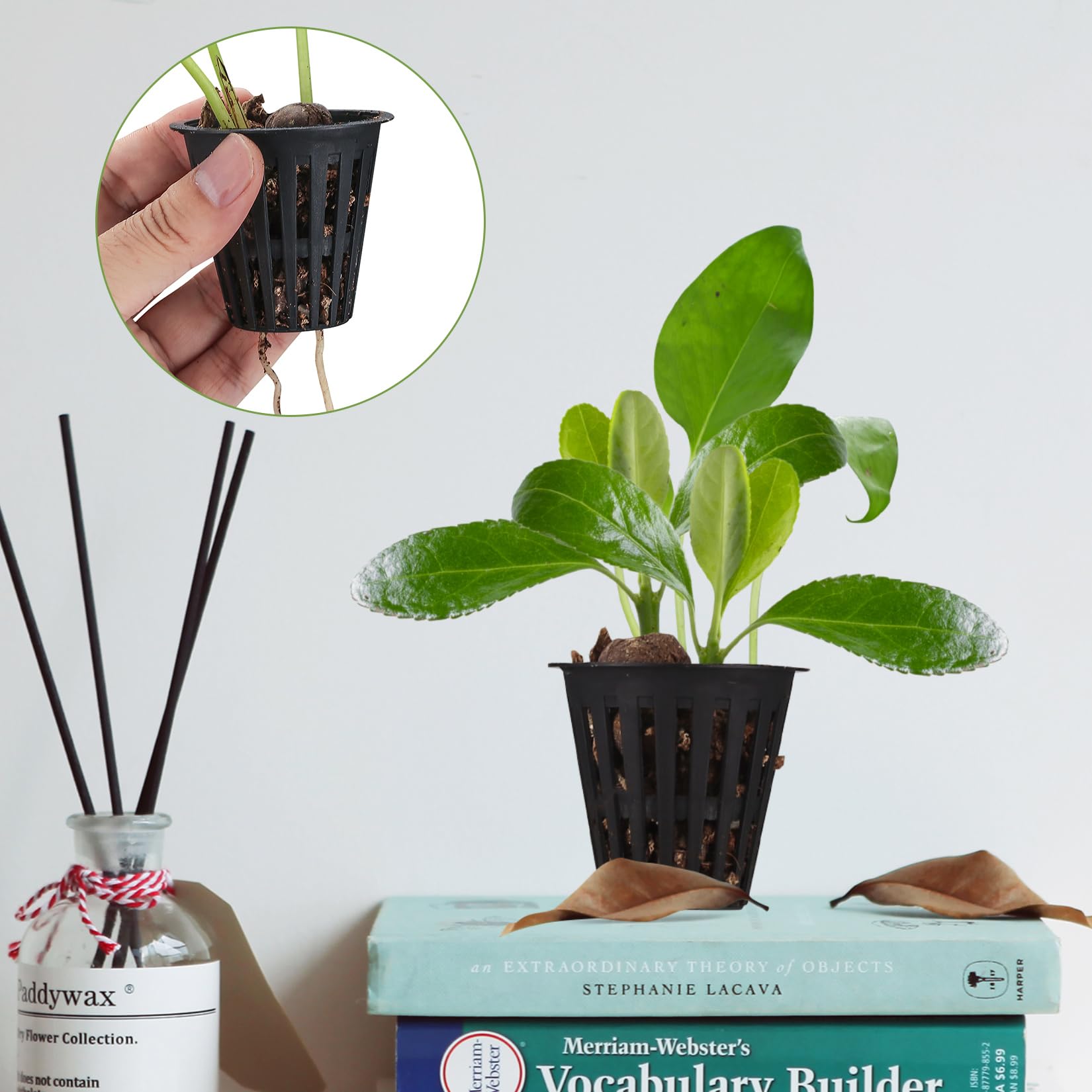 Amazon.co.jp: 苗ポット 水耕 ポット 50個セット 水耕栽培鉢 定植かご