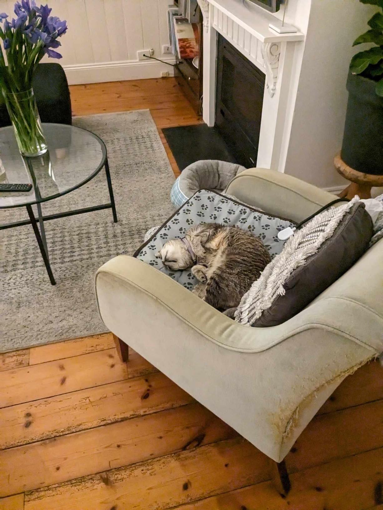 Yarra Supply Electric Pet Heated Mat with Indicator, Adjustable