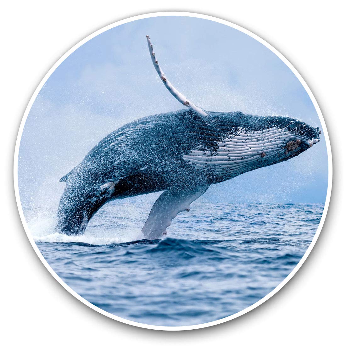 Destination Vinyl Ltd Humpback Blue Whale Ocean Marine 16875 Vinyl Stickers (Set Of 2) 7.5Cm - Humpback Blue Whale Ocean Marine #16875
