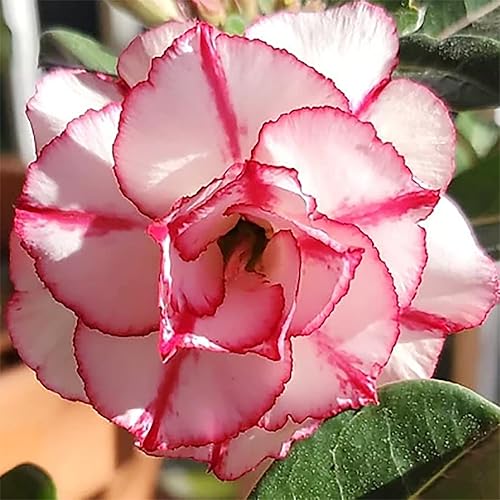 Miniatura 1 de QAUZUY GARDEN 15 semillas de rosa del desierto rosa y blanco  Adenium Obesum, Sabi Star  Semillas de flores de reliquia sin OMG  Atractiva planta
