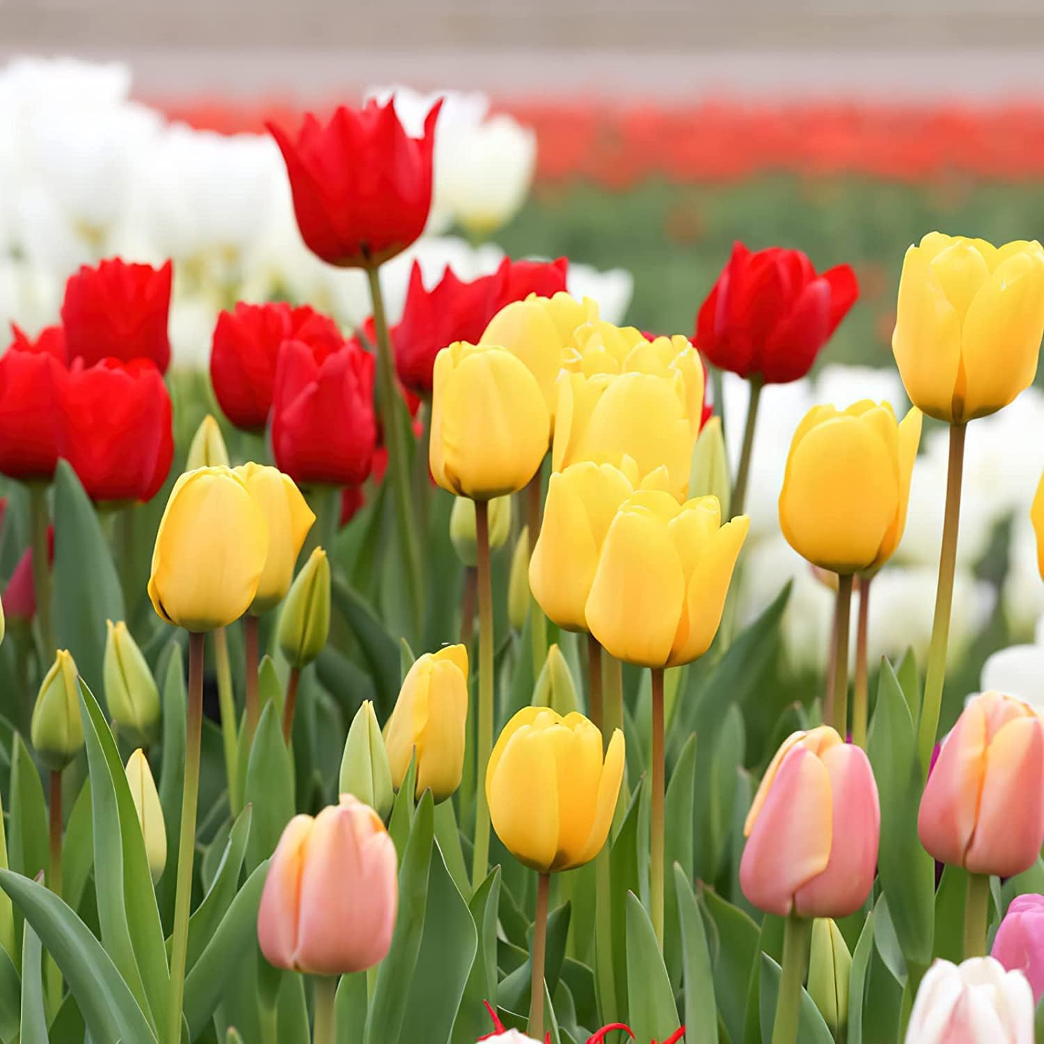 Mix Color Tulip Seeds Fresh Non-GMO Flower Seeds for Planting Home Garden Decor - 30+ Seeds Pack (B0CKRK4ZZ7) Amazon Price History, Amazon Price Tracker