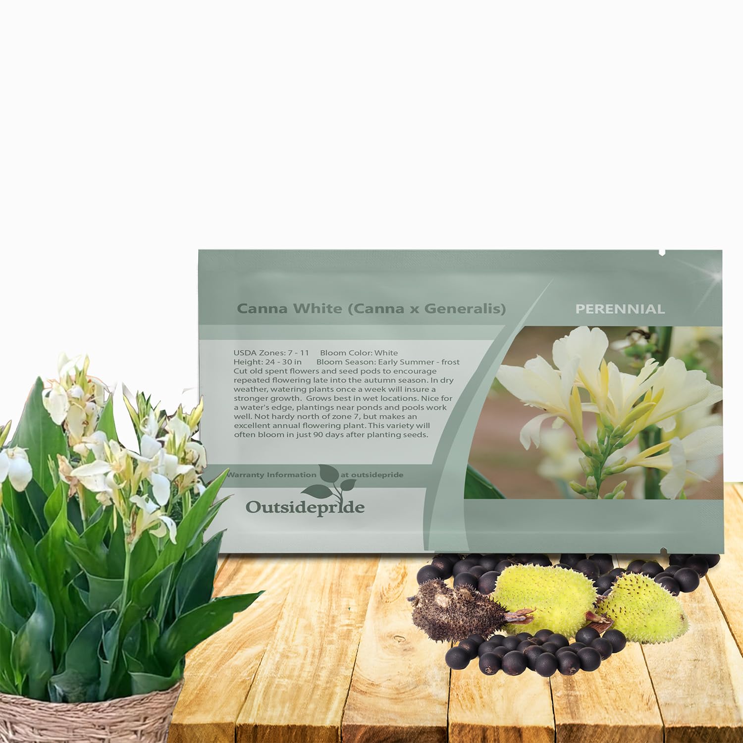 Outsidepride White Canna Lily Flower Seeds - 10 Pcs Perennial Seeds for Planting Outdoors with Colorful Blooms for Cut Flowers, Tropical & Water Gardens, Borders, & Poolside Planting