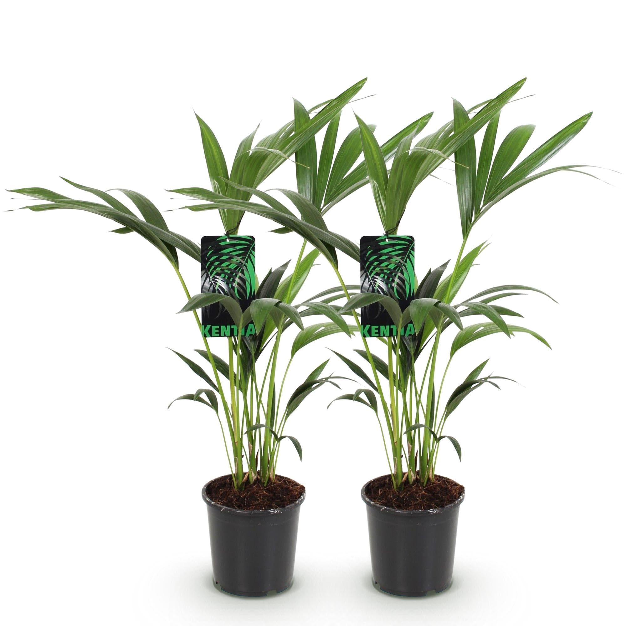 Palmier Kentia Howea Forsteriana plante verte d'intérieur sans entretien