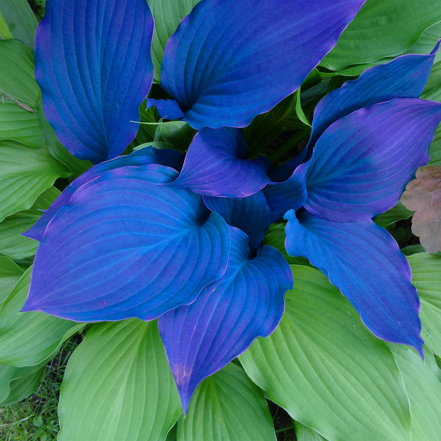 1000 Graines Hosta Vivaces Mélangées - Plantes D'ombre Résistantes Au Froid (-15°C), Attirant Abeilles Et Papillons - 6