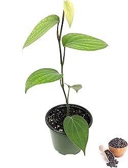 Black Pepper Plant - Live Vine in a 4 Inch Grower's Pot - Piper Nigrum - Grow Your Own Spices in The Garden