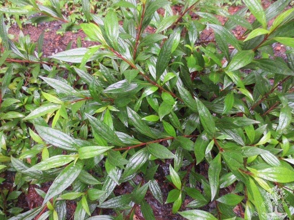 ROYAL PARADISE GARDEN Rare Ayapana Tea Eupatorium Triplinerve Medicinal Healthy Live Plant (B07YL4C94J) Amazon Price History, Amazon Price Tracker