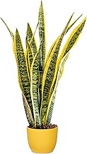 Bonplants Sansevieria Laurentii, Pianta Lingua di Suocera, Vaso 17 cm, h 70 cm (Vaso Giallo)