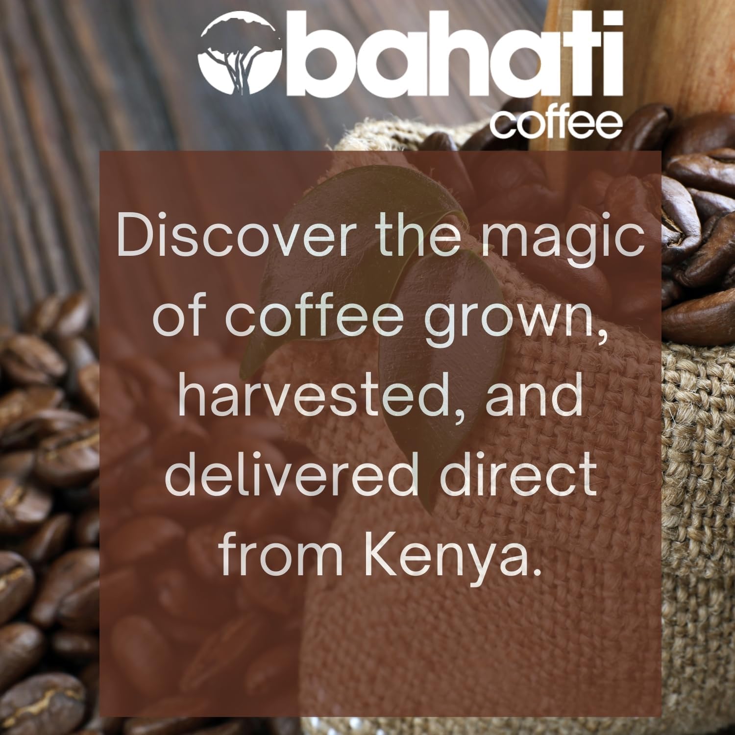 Kenya AA Grade Roasted Arabica Coffee Beans from Kenyan Highlands - 100% Pure Roasted Coffee Beans - Medium Roast Whole Beans, 2 LB