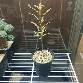 71teY6XJCZL._AC_UF350,