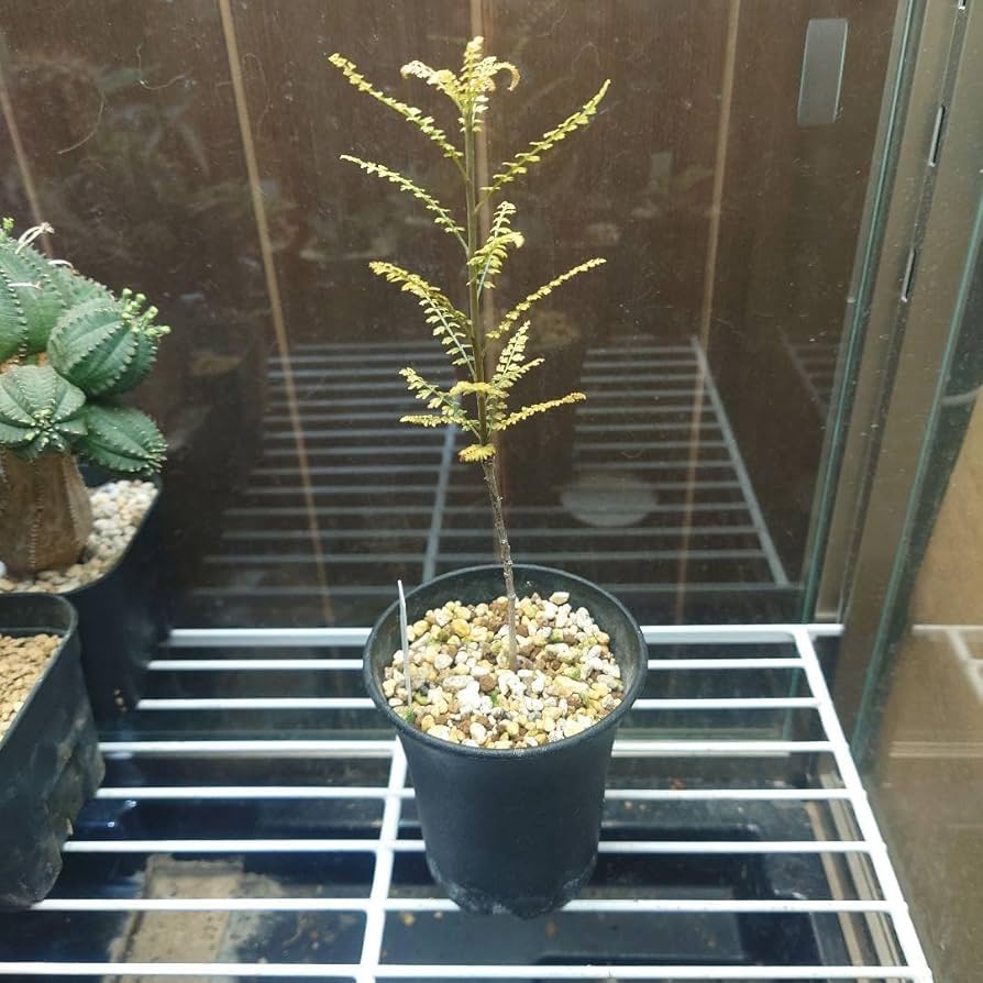 Amazon.co.jp: ボスウェリア ソコトラナ ホビーグッズ : おもちゃ