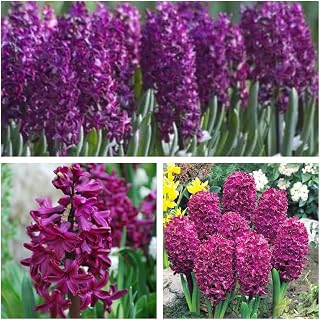 Humphreys Garden Purple Hyacinth Woodstock x 5 Bulbs Size 15/16