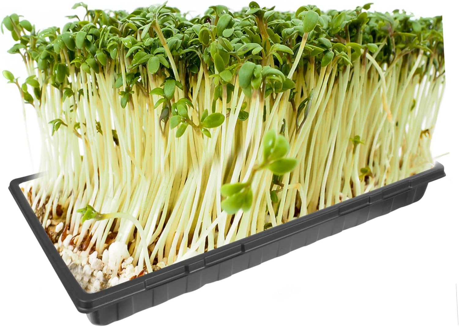 SUPVOX 4pcs Thickened Seed Starter Trays for Easy Germination Durable Plant Growing Trays for Mung Bean Peanut and Black Bean Lightweight and Reusable Design