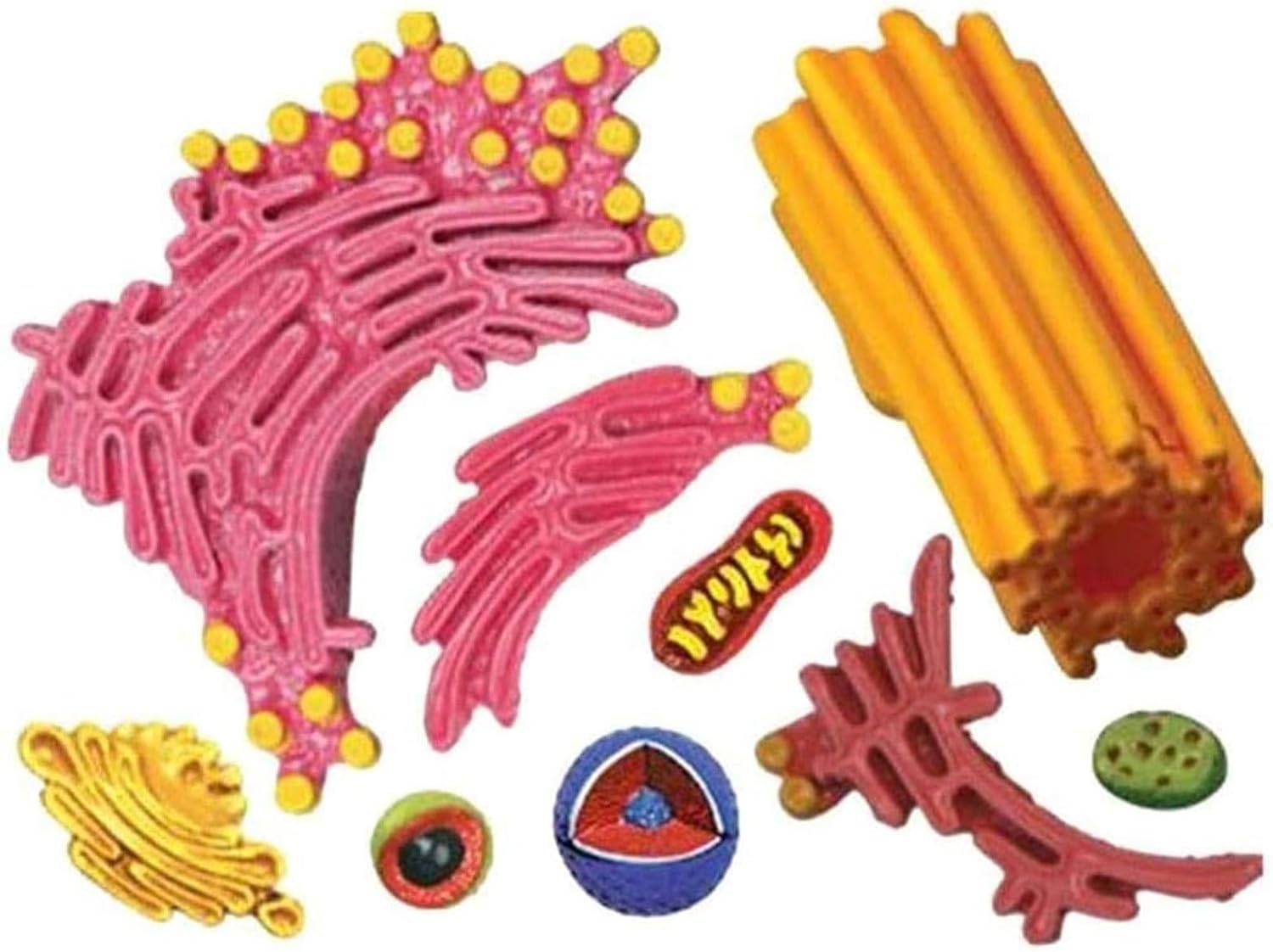 Biology Animal Cells Organ Anatomical Model, Assembly and Medical Lessons Cell Model Teaching