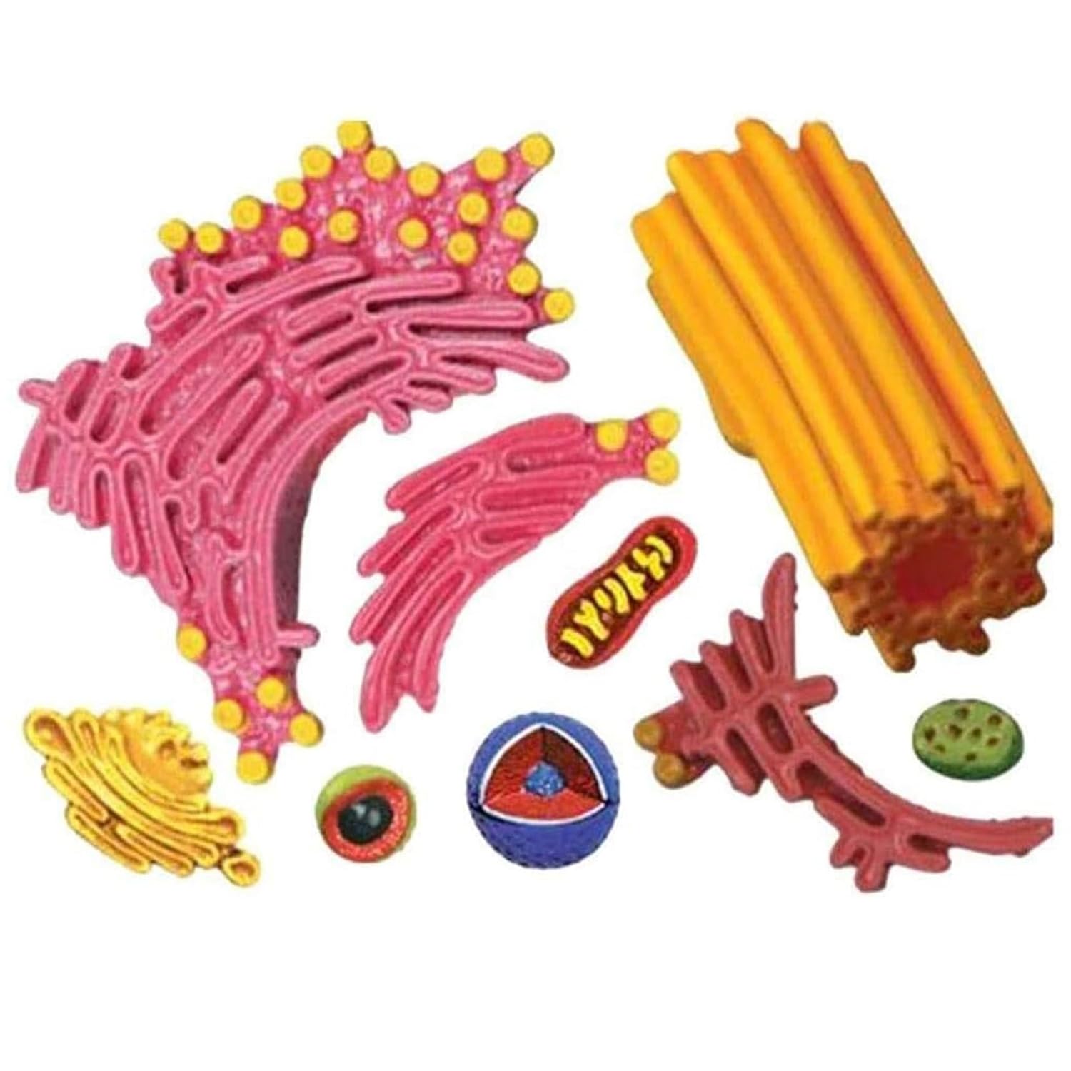 Biology Animal and Plant Cell Models, Assembly and Medical Lessons Cell Model Teaching(Animal Cells)