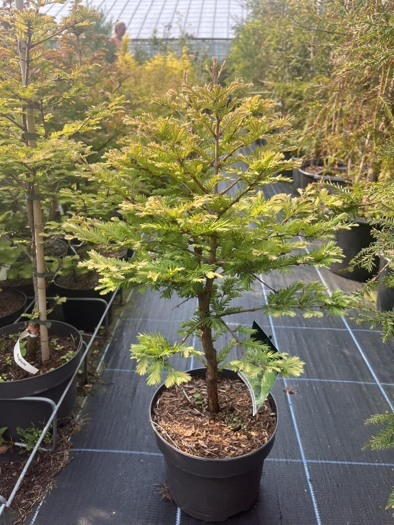 Dawn Redwood 'Schirrmann's Nordlicht' Dwarf Metasequoia glyptostroboides Tree