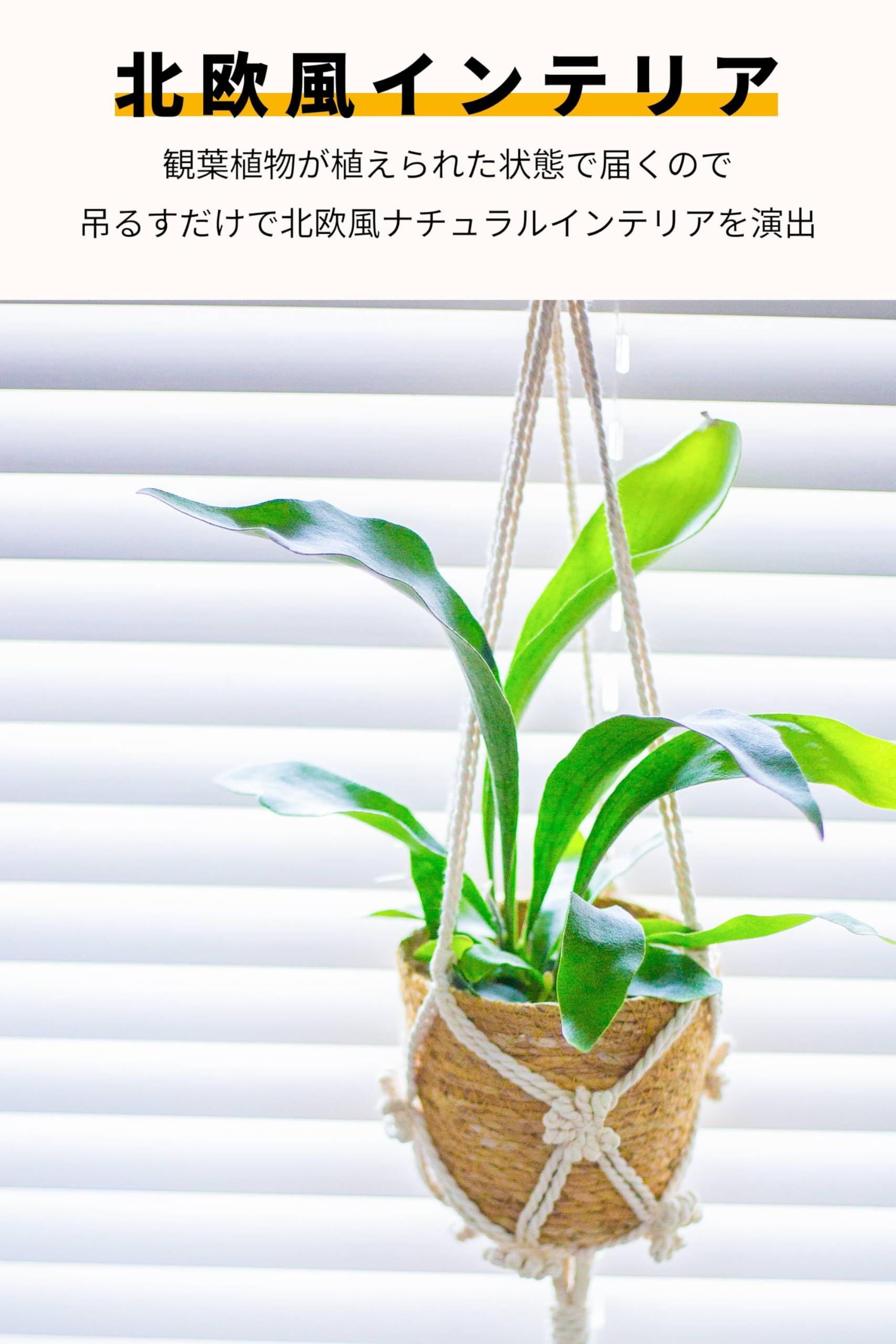 ビカクシダ 吊り下げ式 植物 縦55cm 円10cm ビカクシダ 吊り下げ式