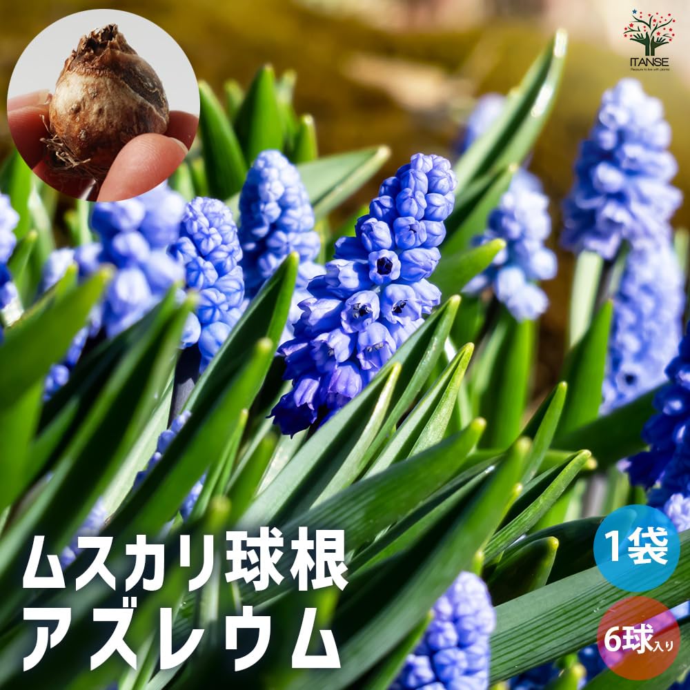 6月発送ご希望 ムスカリ球根 6月発送ご希望 ムスカリ球根 6月発送ご希望 ムスカリ球根