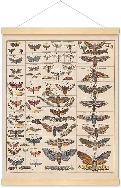Amazon.com: Meishe Art Poster Print Vintage Moth Insects Breeds ...