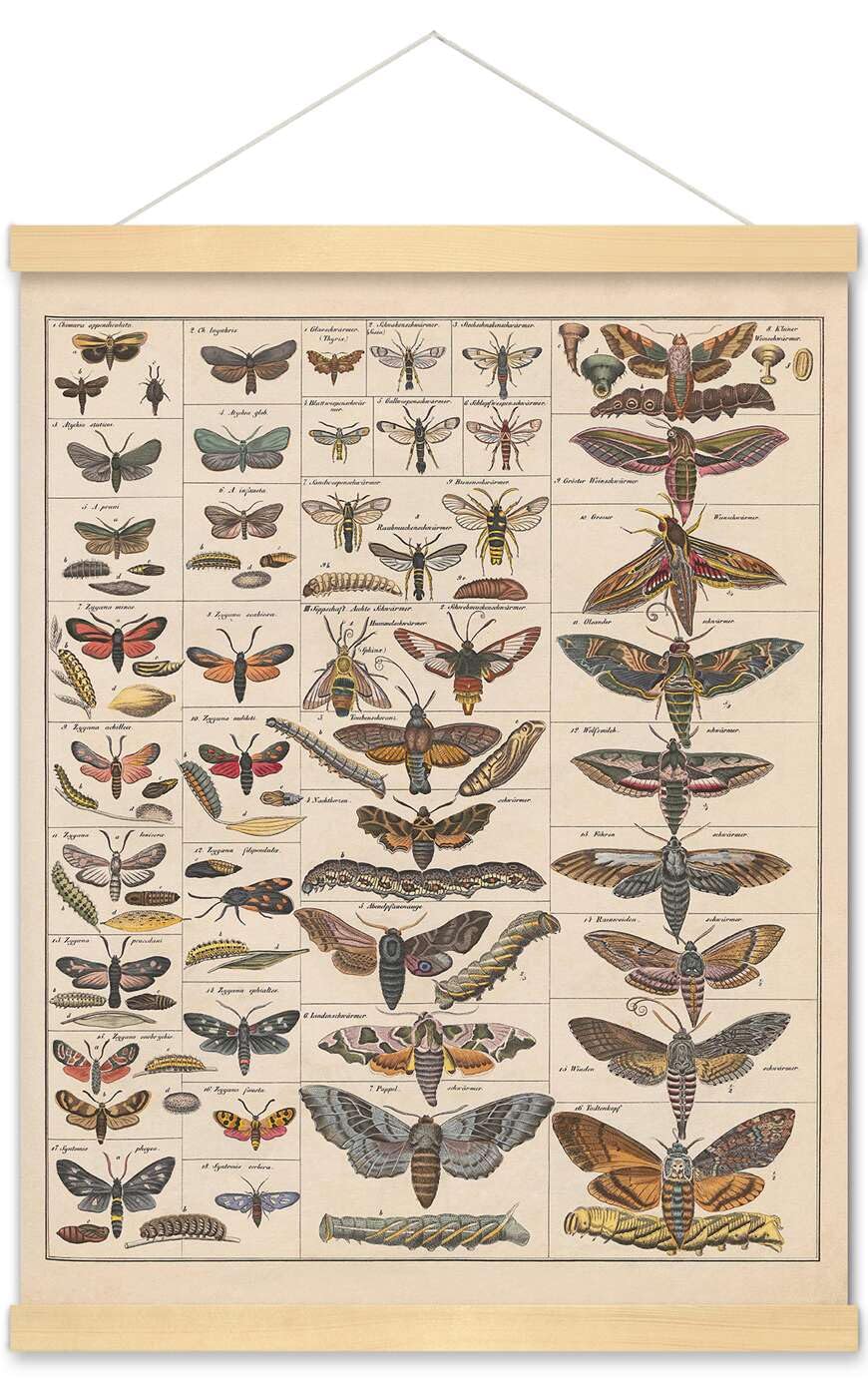Meishe Art Poster Print Vintage Moth Insects Breeds Identification Reference Chart Species Collection Entomology Diagram Classroom Club Wall Decor