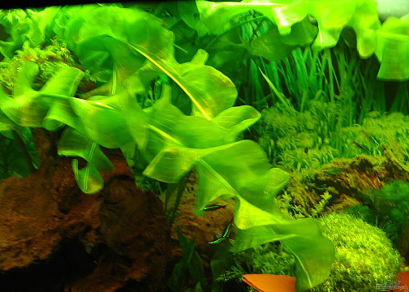 Aponogeton Ulvaceus Bulb Tropical Dwarf Aquarium Lily Stunning Flower, Shrimp Safe (5)