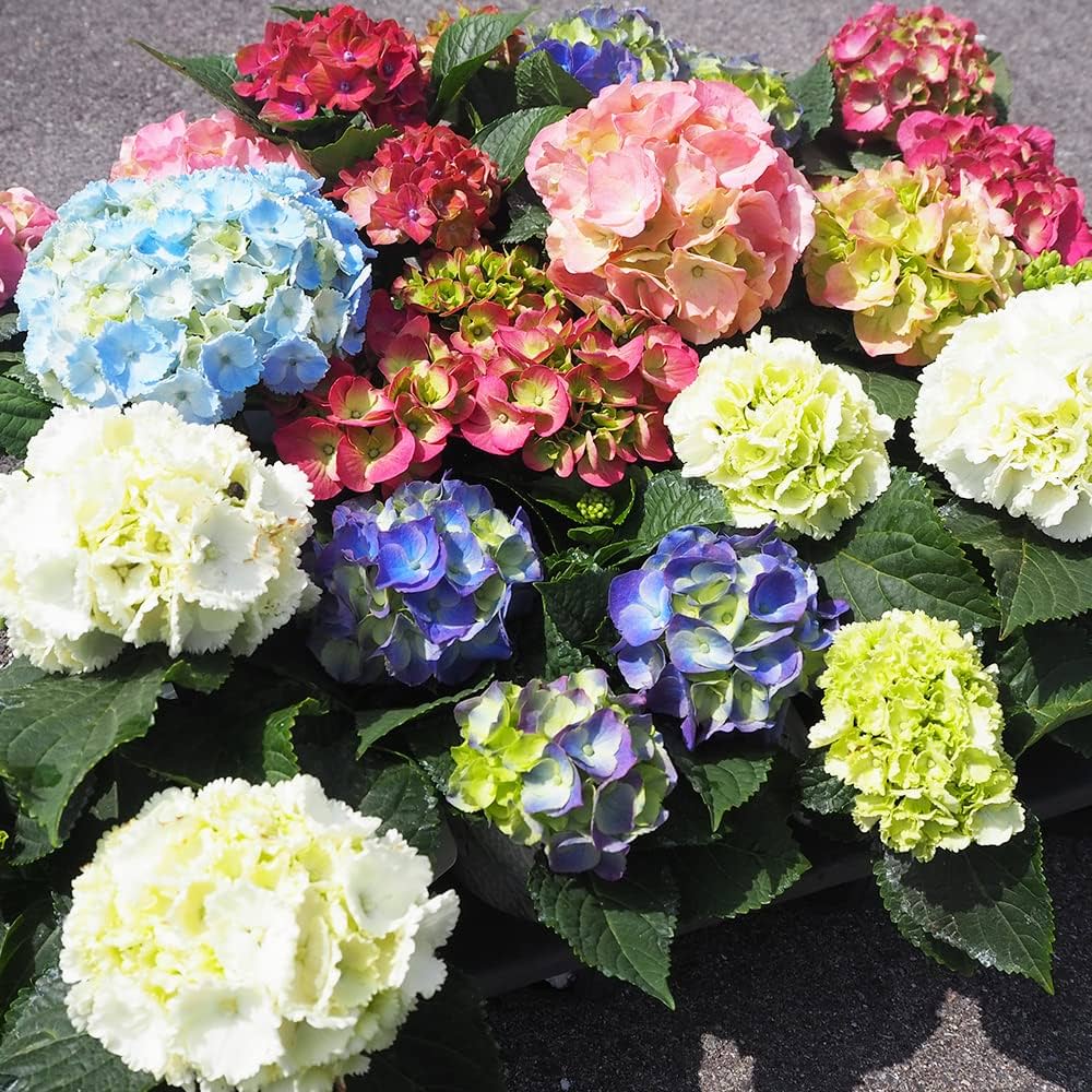Amazon.co.jp: キッチンアジサイ3.5号 底面給水鉢/花色ミックス
