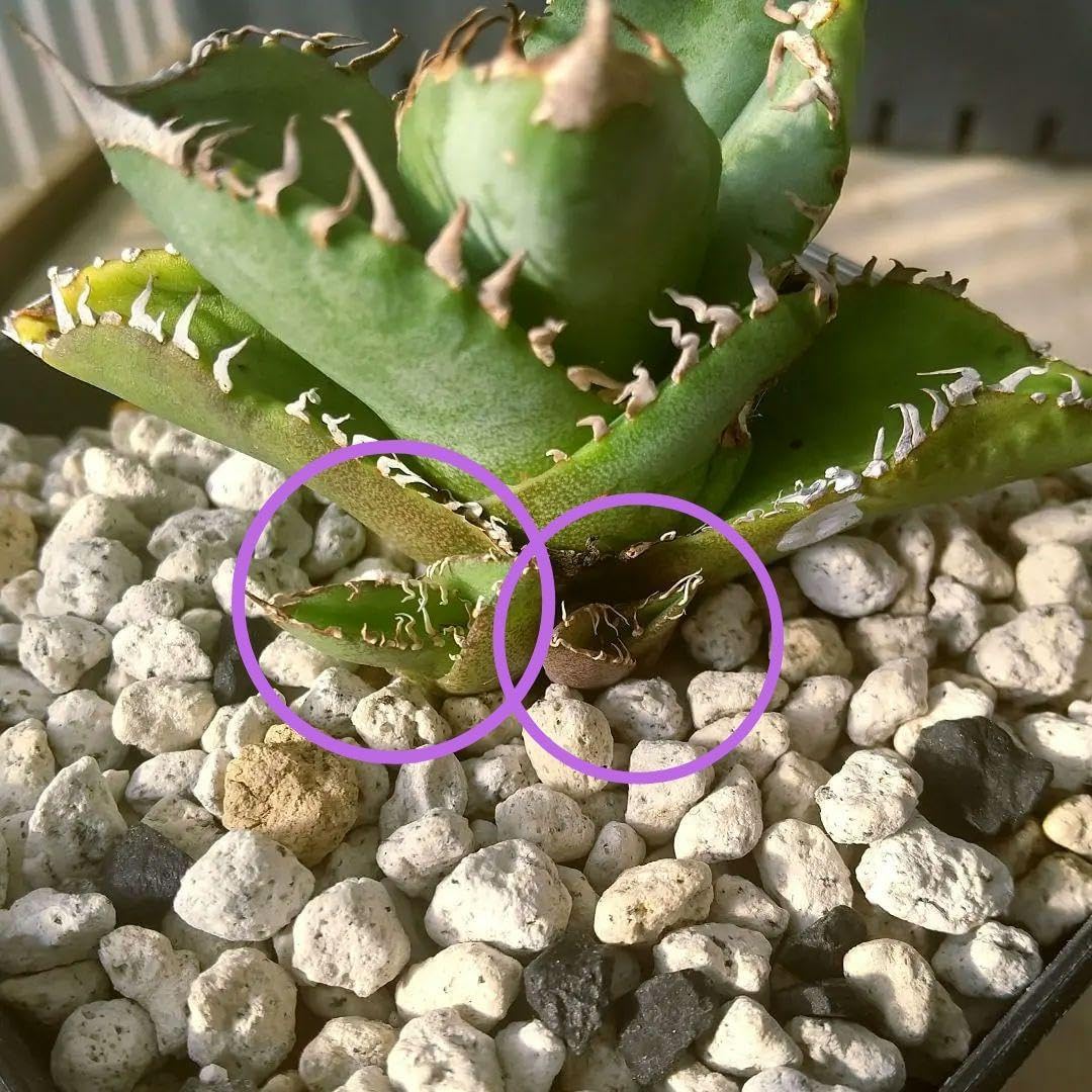 アガベ チタノタ 皇冠 子4株付き lize産 Lize産 アガベ チタノタ Agave