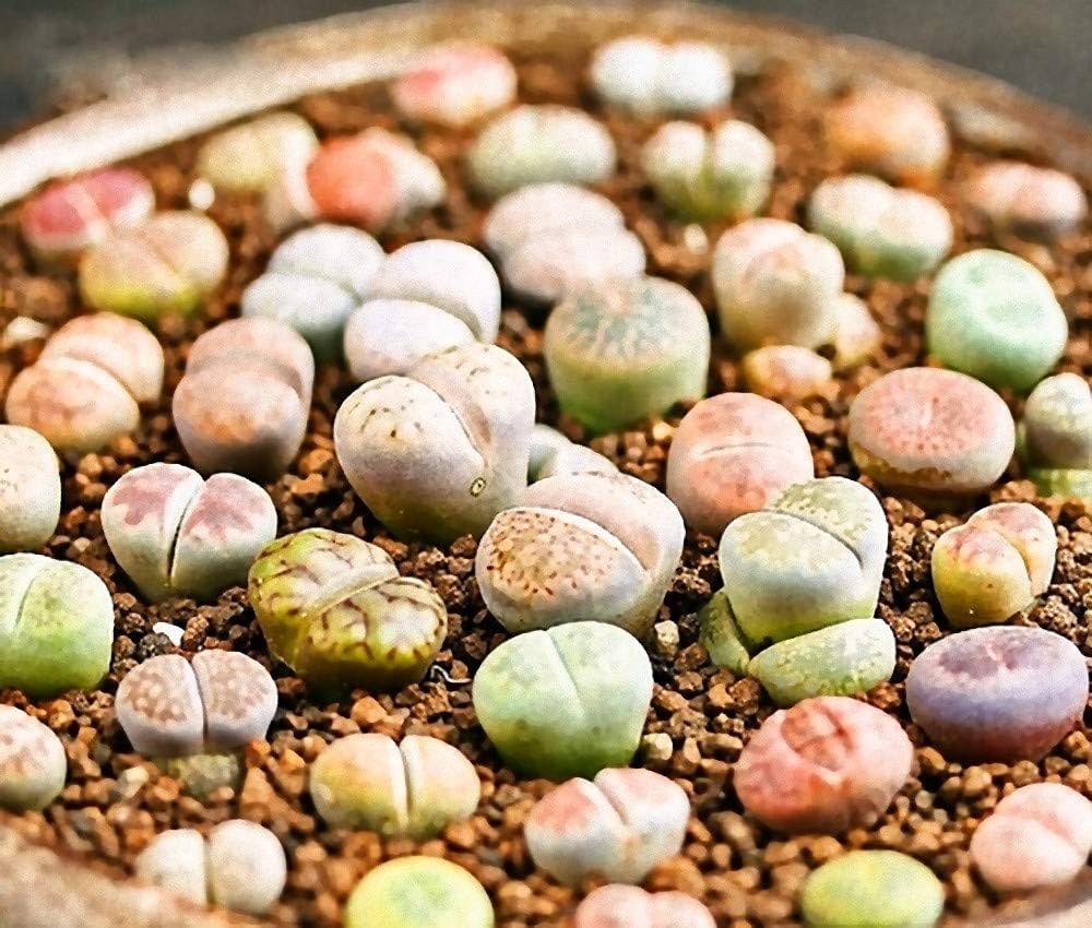 土なしS1、4、91、96、99　20品種入り　多肉植物リトープス　抜き苗 土なしS1、4、91、96、99 20品種入り 多肉植物リトープス 抜き苗