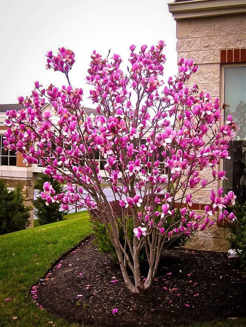 Ann Magnolia Flowering Plant & Tree For Shrub/Home Garden (1.5-3.5 Ft Plant Size) Hybrid Ann Magnolia Live Flower Plant (Pack Of 1)