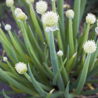 GROSEEDS - Herb Seeds, Welsh Onion - White, H-WEL-01, 210 Seeds Minimum Per Packet.