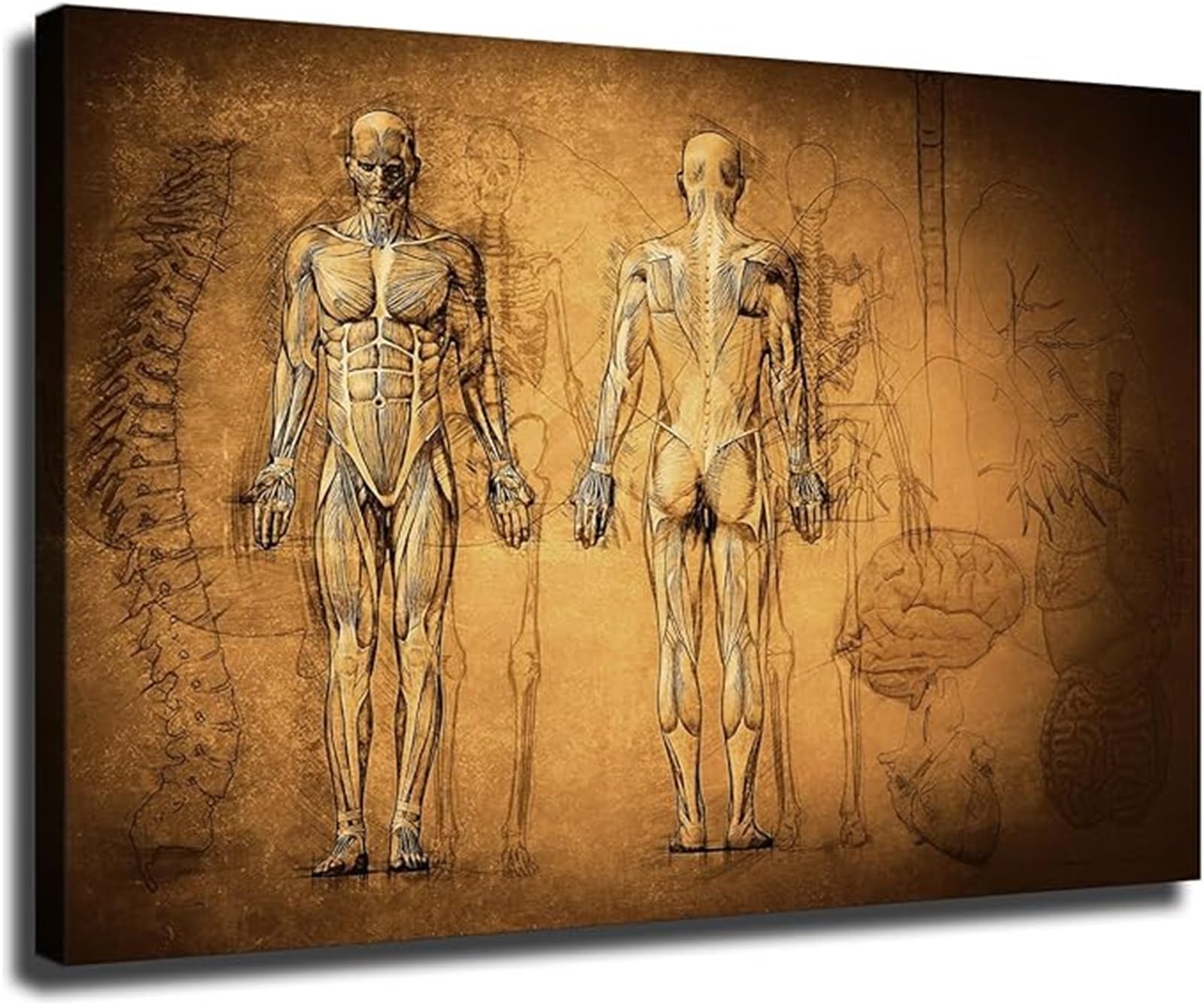 EKFBQBGW Antique Art Canvas Prints Wall-Art Human Anatomy Diagram Muscular Skeletal System Posters Modern Decor for Kitchen Living Room Bedroom Office Framed,12x18inch(30x45cm)