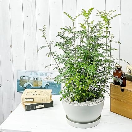 Amazon Co Jp 観葉植物 シマトネリコ 8号平鉢 受け皿付き 育て方説明書付き Fraxinus Griffithii 苗 苗木 株立ち Diy 工具 ガーデン