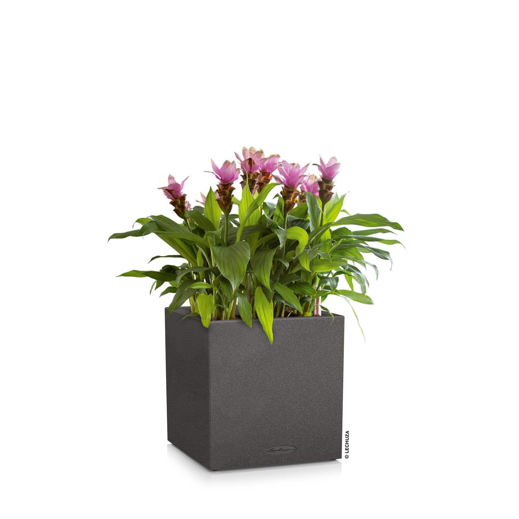 Lechuza Canto Stone 40 Low Grafito Negro 13722