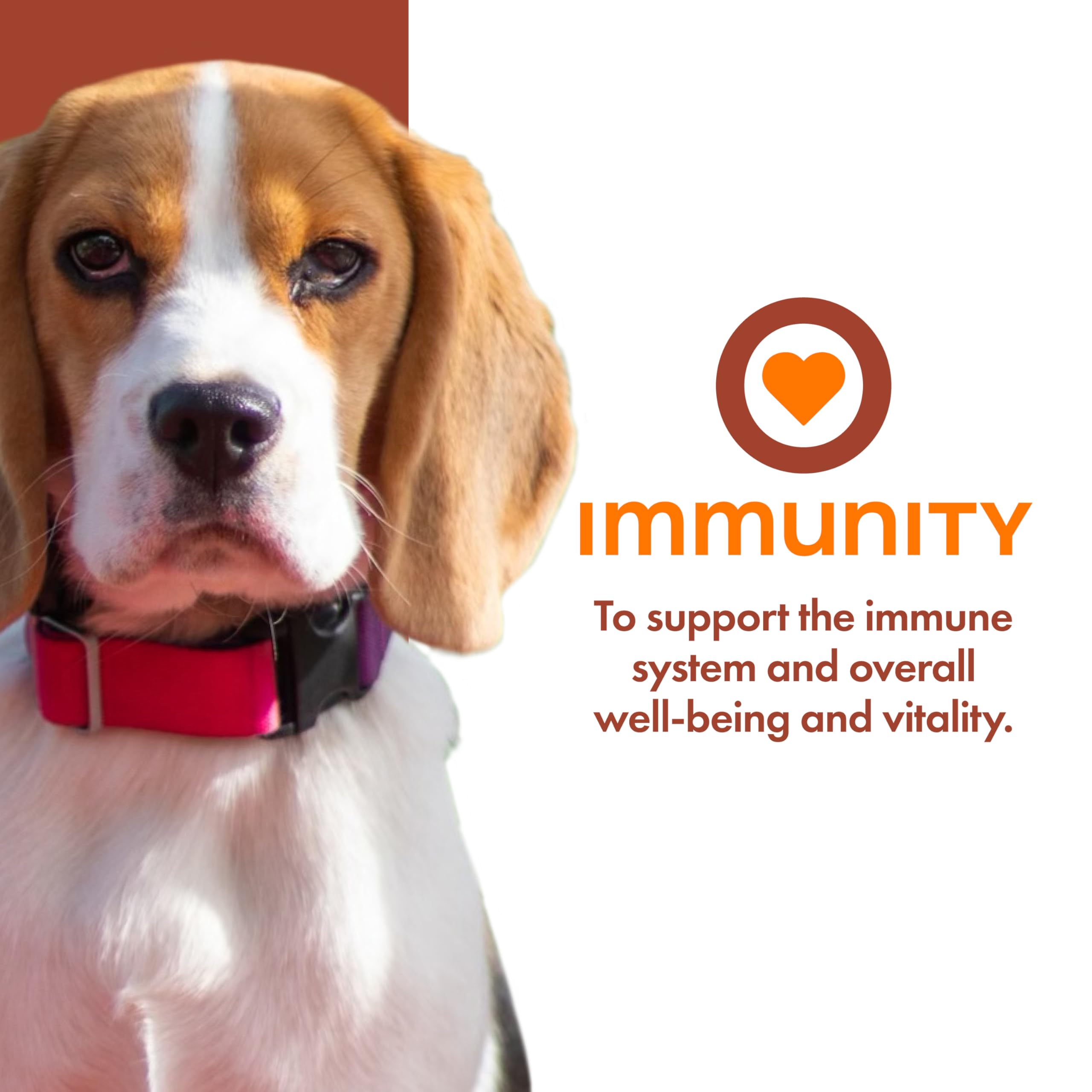 Wilderness Wild Cuts Wet Dog Food Toppers, Chicken & Beef - These Grain-Free Dog Food Toppers are Packed with Protein to Satisfy Your Dog's Wild Side